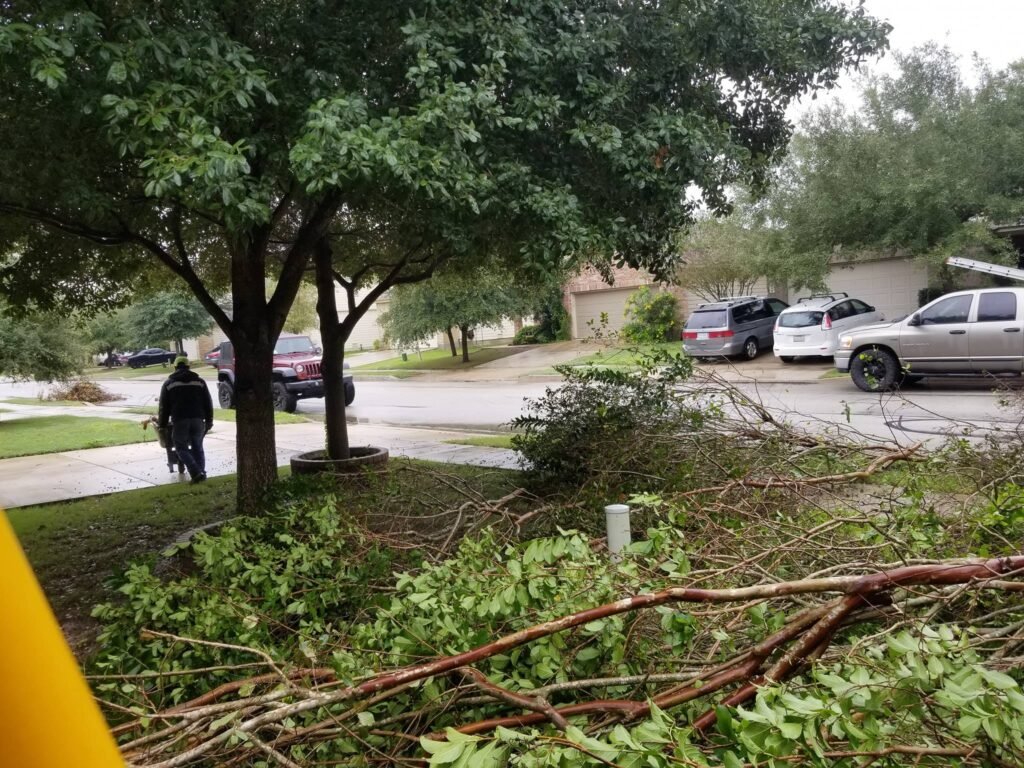 Professional tree trimming near The Alamo San Antonio