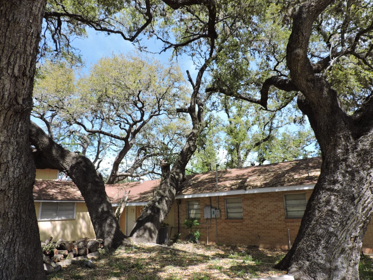 Professional tree removal service in San Antonio near The Alamo including safe trimming and remova