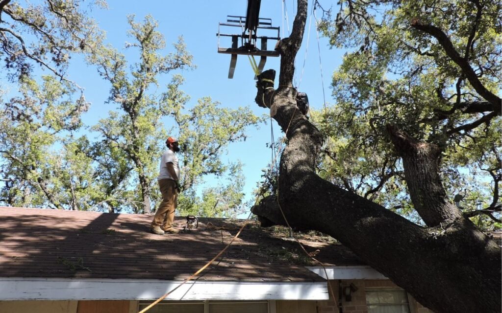 Professional tree service in San Antonio near The Alamo including trimming, removal, and arborist care