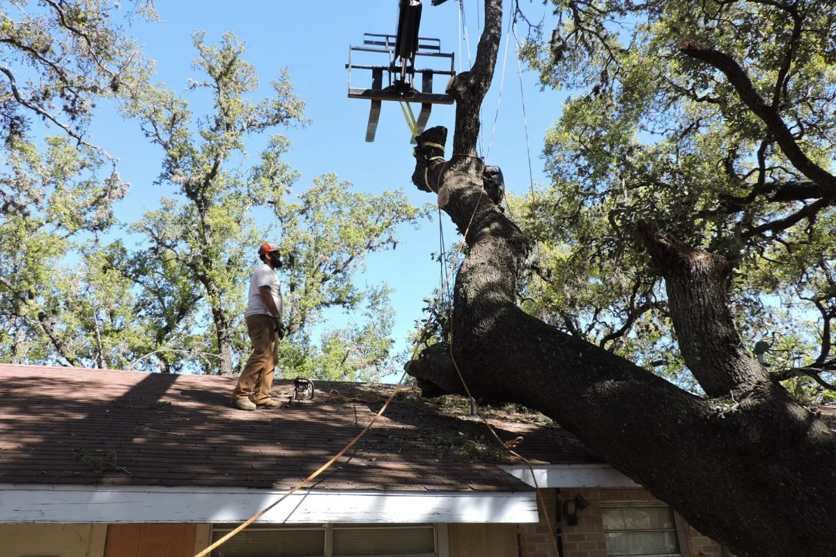 Professional tree service team performing safe tree removal and trimming using modern equipment