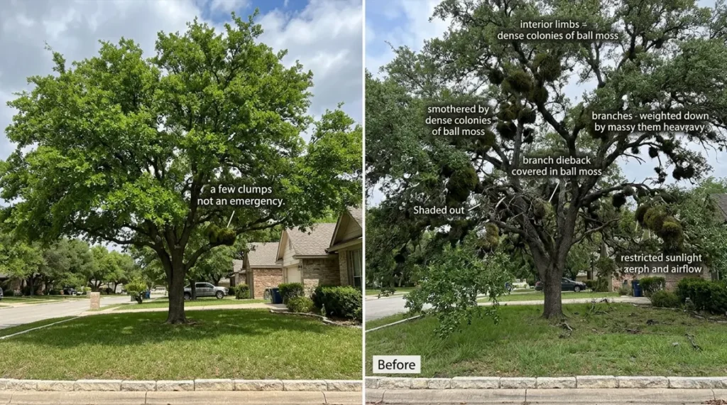 Heavy ball moss infestation on live oak tree causing branch dieback and restricted canopy airflow in San Antonio TX