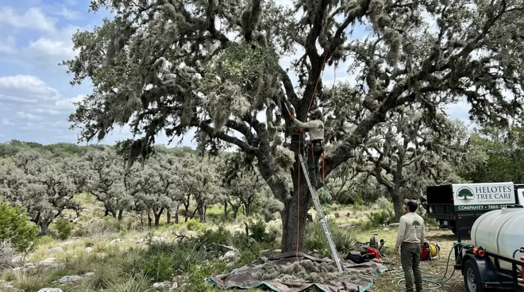 Live oak trees in Helotes affected by heavy ball moss growth across a large Hill Country property.