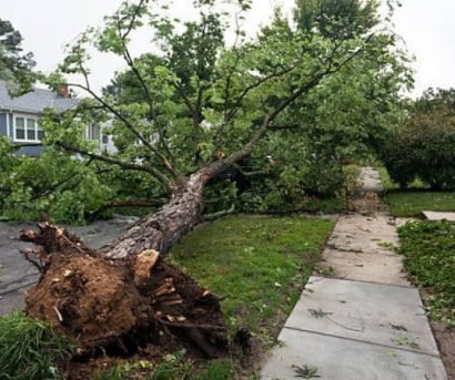 Tree removal service in San Antonio 78205 near The Alamo